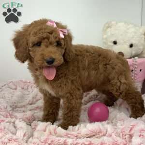 Connie, Miniature Poodle Puppy